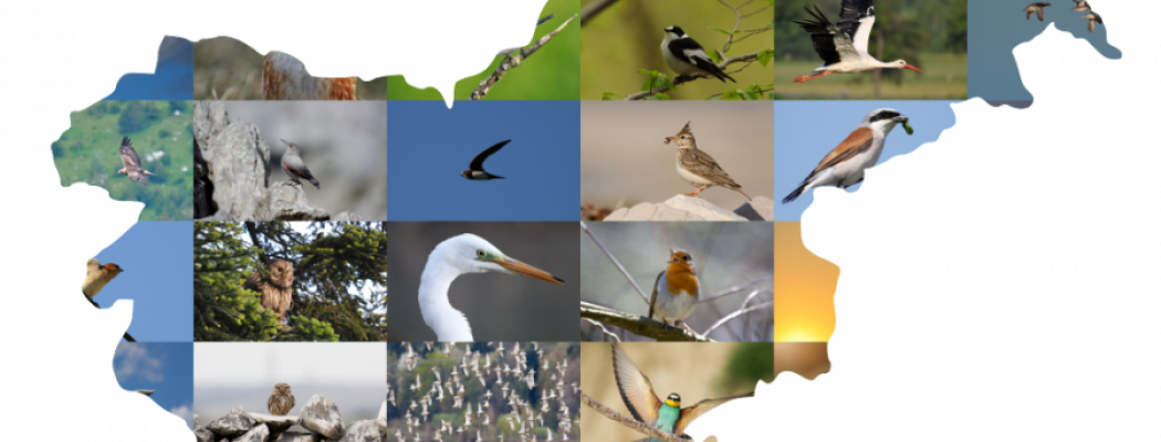 Kako je nastajal Atlas ptic Slovenije  - v okviru U3O -ODPOVEDANO