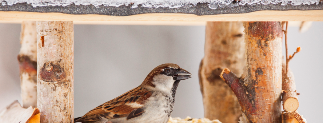 O skrbi za ptice pozimi - v okviru U3O 