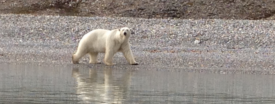 V kraljestvu kraljestvu polarnih medvedov - v okviru U3O 